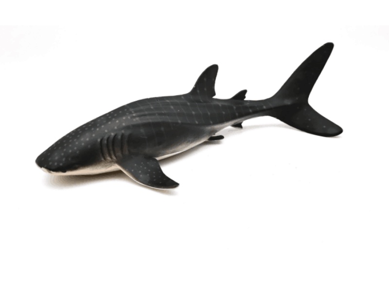 Whale Shark