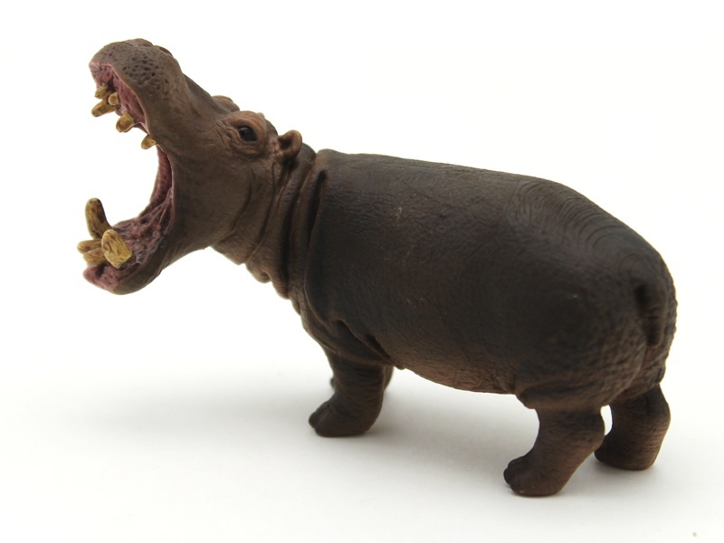 Hippopotamus