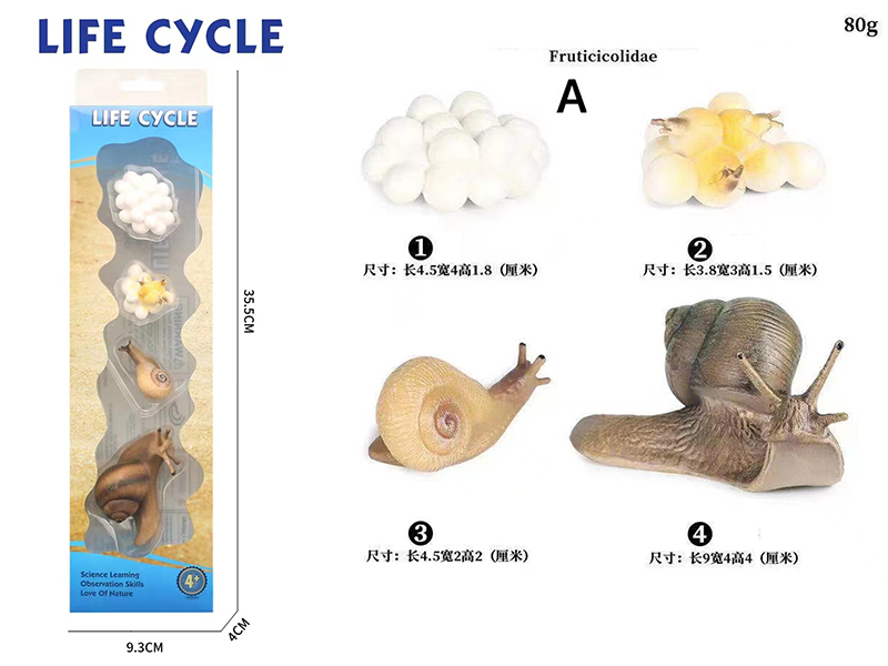 Snail Life Cycle Model 4pcs