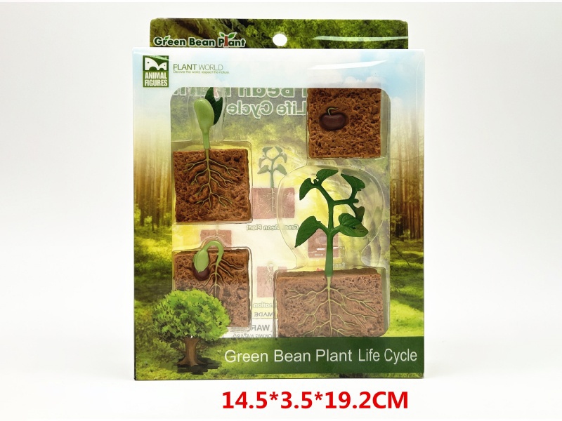 Green Bean Plant Life Cycle Model