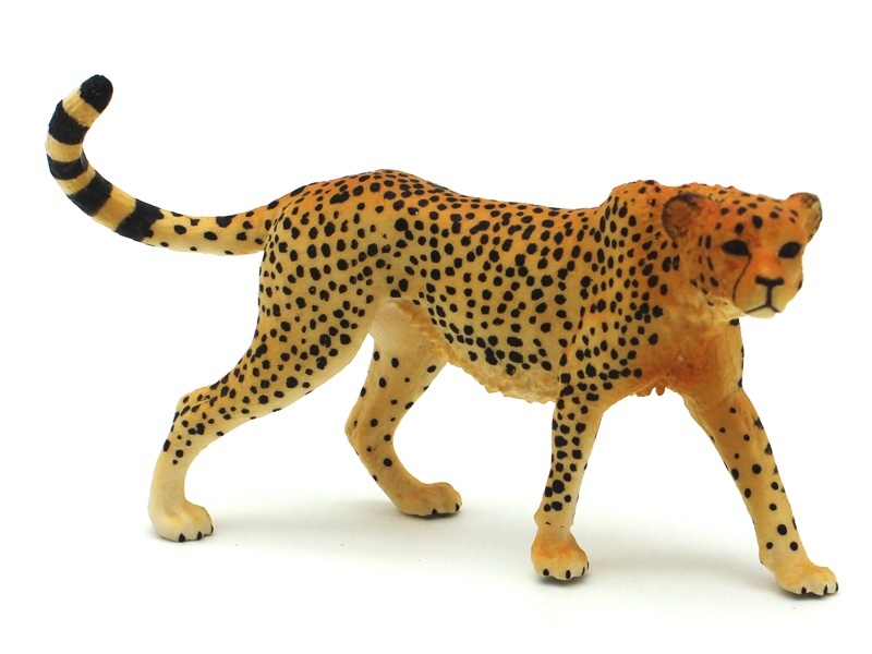 African Cheetah With A Raised Tail