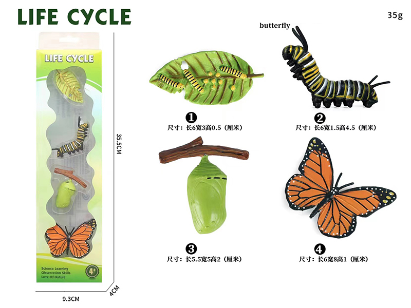 Butterfly Life Cycle Model 4pcs