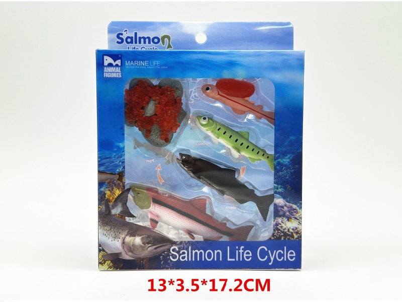 Salmon Life Cycle Model