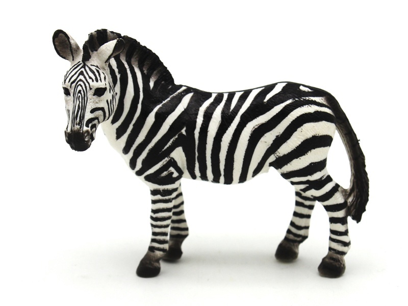 Female Zebra