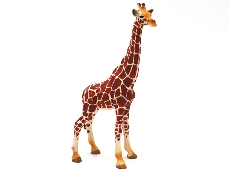 New Female Giraffe