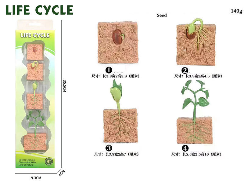 Seed Life Cycle Model 4pcs