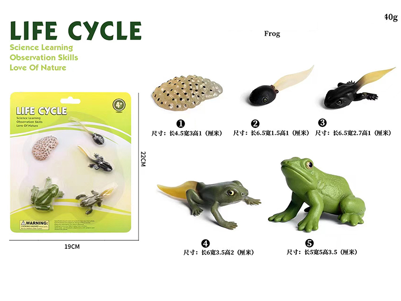Frog Life Cycle Model 5pcs