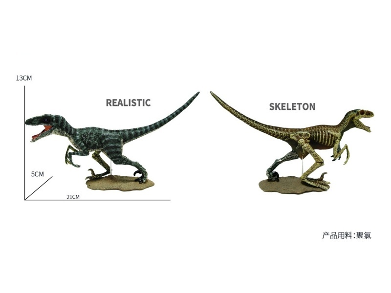 Velociraptor (A Half-Skeleton Simulation Dinosaur Toy