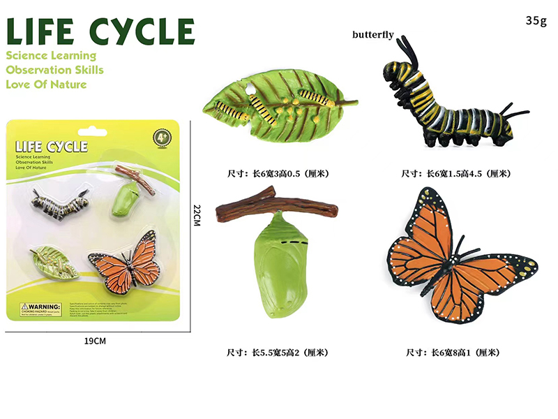 Butterfly Life Cycle Model 4pcs