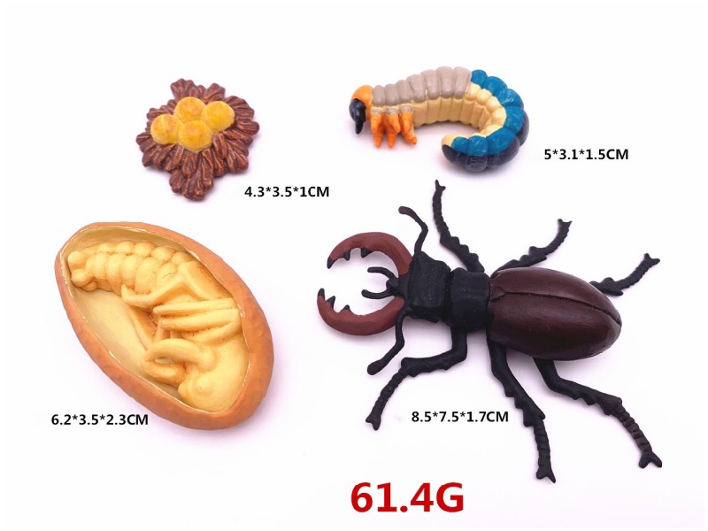 Stag Beetle Life Cycle Model
